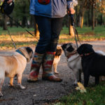 adiestramientos para perros caninos