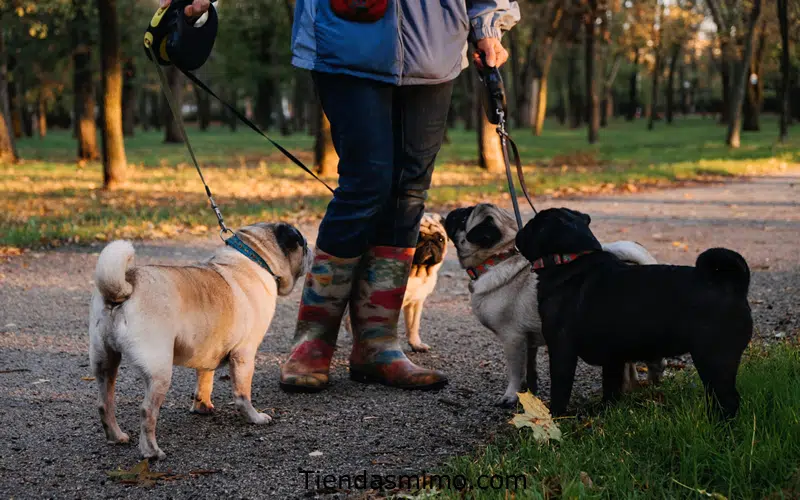 adiestramientos para perros caninos