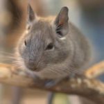 Roedores Grandes, domésticos... Consejos, cuidados para el verano y ¿cual mascota elegir?
