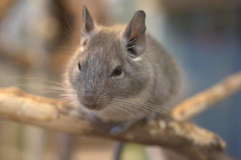 Roedores Grandes, domésticos... Consejos, cuidados para el verano y ¿cual mascota elegir?